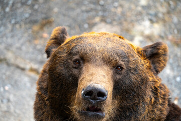 北海道　熊牧場の熊の写真