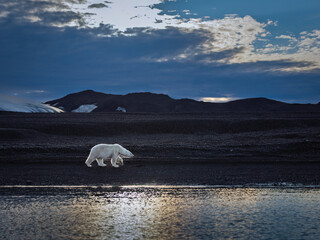 Polar bears on black beach in Svalbard