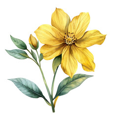 Fototapeta premium Vintage watercolor yellow flower isolated on white background, old botanical illustration