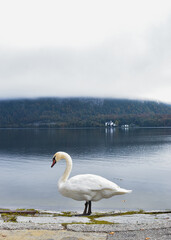 swan on the lake