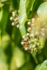 Obraz premium Abeja en acción sobre flores de hiedra en jardín
