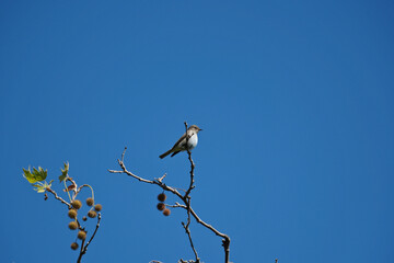 Bird on a tree branch against blue sky, bird in the nature
