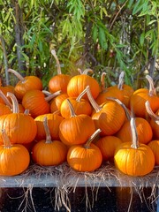 pumpkins in a field