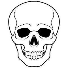 human skull with a skull