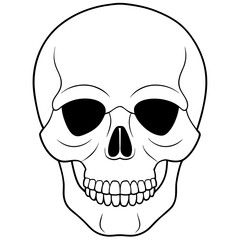 human skull illustration