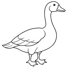 duck isolated on white
