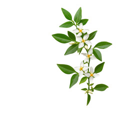 Obraz premium Delicate white flowers with green leaves create serene and fresh botanical arrangement, perfect for adding touch of nature to any design. 