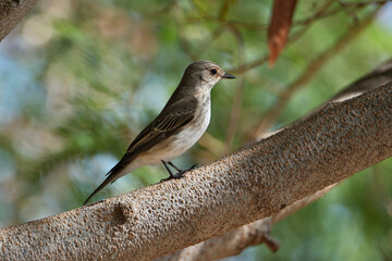 Fototapeta premium Pied flycatcher (Phoenicurus ochruros) on a branch