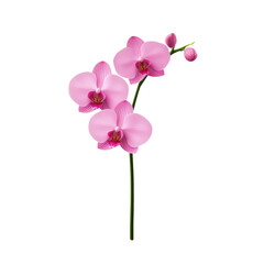 Obraz premium Beautiful pink orchid flowers with delicate petals and vibrant colors create stunning visual. This elegant floral arrangement is perfect for decoration or gifting. 
