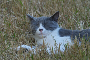 Grey cat sleeping in the grass, close-up, selective focus.