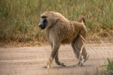 Baboon walking on a dirt road in tanzania