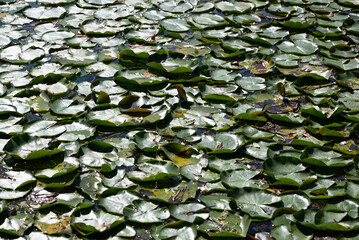 Sun reflections on water lily pad in Autumn. This acquatic plants leafs float on the calm water of...
