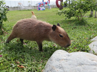 baby capybara eating grass design for hungry concept