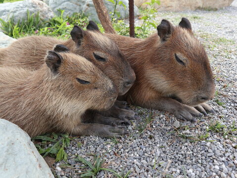 baby capybaras sleeping together to get warm and safety