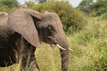 Elephant in lake Manyara np tanzania © Edwin