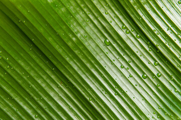 Green leaves, banana leaves, recycled paper, and backgrounds symbolize nature and sustainability, promoting eco-conscious living with biodegradable materials and zero waste solutions