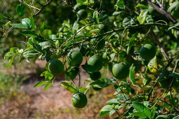 Fresh green limes hanging on branches in a vibrant orchard during a sunny afternoon in late summer