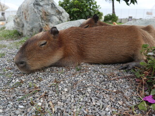 baby capybaras sleeping together to get warm and safety