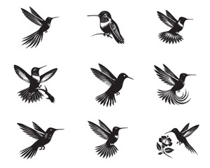 Fototapeta premium Collection of Costa's Hummingbird silhouette design, Hummingbird Vector illustration in black and white