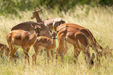 gazelle in the park