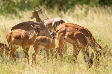 Fototapeten Antilope gazelle in the park  © Edwin
