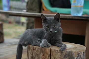 gray cat, resting peacefully on a wooden surface, is a companion to soldiers on the front lines. Pets like this provide comfort, emotional support, and a sense of normalcy amidst the hardships of war