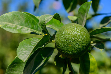 A vibrant green orange hanging on a tree branch under the bright blue sky on a sunny afternoon in a citrus orchard