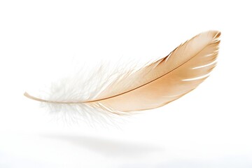 Obraz premium Delicate Feather Floating in Midair Symbolizing Lightness and Grace on Isolated White Background