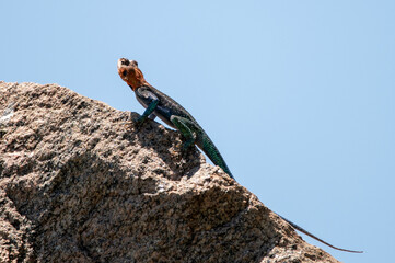 agama lizard on a rock
