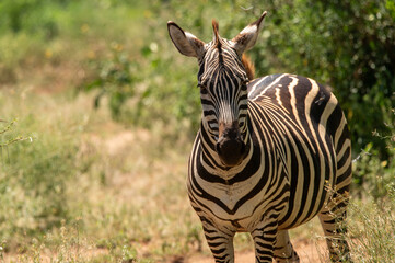 zebra close up