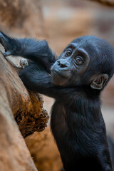 Western lowland gorilla baby, baby,young gorilla,smile gorilla ,happy,happy time ,smile,hand,eyes contact, face  , climb up the wood, light , beautiful,cute,lovely,love,looking ,Gaia ,African ,closeup