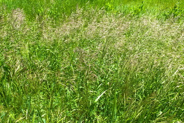 green grass background