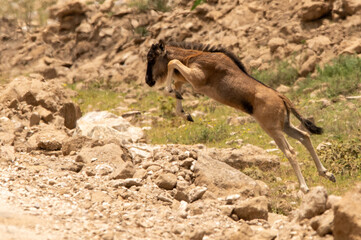 Wildebeast baby junping cross the road during the great migration in Tanzania