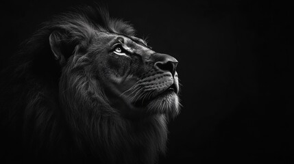 Naklejka premium Monochrome Majesty: Portrait of a Fierce Lion in the African Savanna