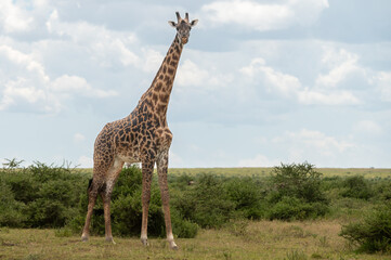 tall male giraffe standing in a acacia field in Tanzania