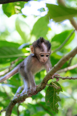 Baby monkey on a tree © Emanuele