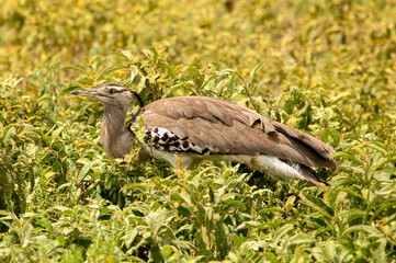 Kori bird walking in a green field in Ndutu Tanzania