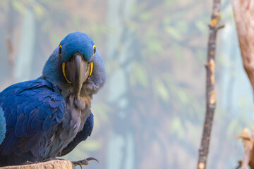 Hyacinth macaw (Anodorhynchus hyacinthinus) is looking forward, maintaining eye contact, with a natural background and space in front of it.