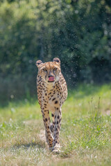 Cheetah (Acinonyx jubatus) is licking itself, looking forward, and walking forward.