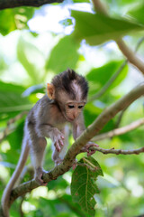 Fototapeta premium Baby monkey on a tree