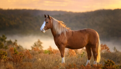 Obraz premium Majestic Horse in Nature