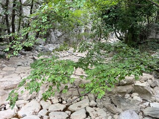 Dry river bed of Velika Paklenica torrent, Starigrad (Paklenica National Park, Croatia) - Ausgetrocknetes Flussbett des Wildbachs Velika Paklenica, Starigrad (Nationalpark Paklenica, Kroatien)