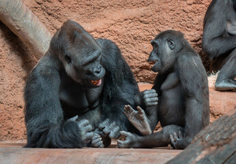 Two Western lowland gorillas are laughing, sitting opposite each other and interacting. Their gestures and facial expressions create a sense of friendly communication and mutual understanding.