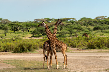 Two giraffe crossing neck standing in a riverbed