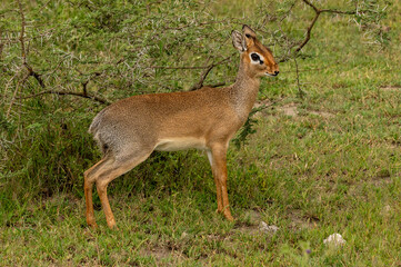 A small deer, dik dik, looking at you from the forest
