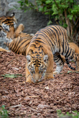 A Sumatran tiger cub (Panthera tigris sumatrae) in the foreground is stalking low to the ground with an intense gaze. Another tiger is lying in the background. The young hunter ,baby ,tiger baby ,cute