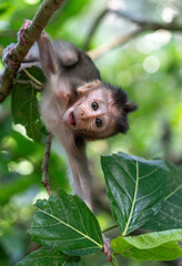 Baby monkey on a tree