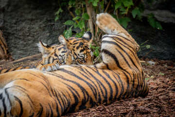 A Sumatran tiger cub (Panthera tigris sumatrae) playfully swats its mother on the face. This cute moment showcases the playful nature of tiger cubs in their natural environment.,game,fun,play,funny,