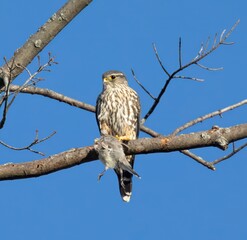 Merlin