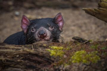 Tasmanian devil (Sarcophilus harrisii) ,Sarcophilus harrisii,Tasmanian devil, devil ,nature background,trees in background,portrait of Tasmanian devil ,predatory,Australia Animal,Australia,Nature